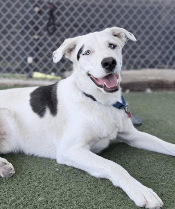 Enlarge Mulkey, a Adoptable mixed breed in Fruit Heights, UT image 1/6