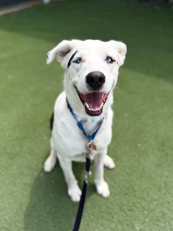 Enlarge Mulkey, a Adoptable mixed breed in Fruit Heights, UT image 2/6