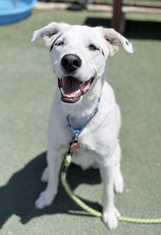Enlarge Mulkey, a Adoptable mixed breed in Fruit Heights, UT image 3/6