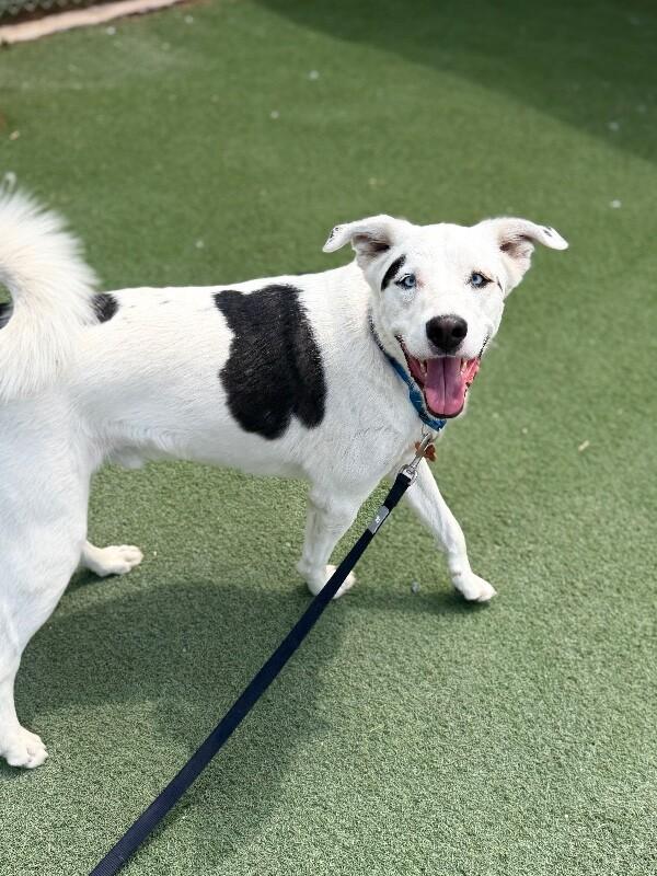 Enlarge Mulkey, a Adoptable mixed breed in Fruit Heights, UT image 4/6