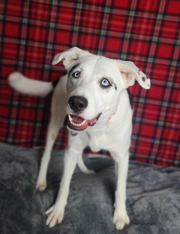Enlarge Mulkey, a Adoptable mixed breed in Fruit Heights, UT image 5/6