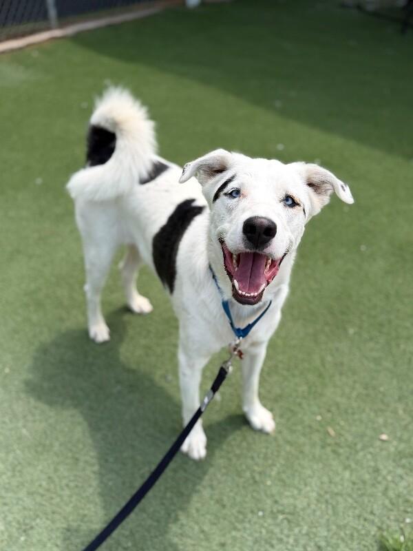 Enlarge Mulkey, a Adoptable mixed breed in Fruit Heights, UT image 6/6