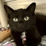 Enlarge Wednesday , an adopted Domestic Short Hair in Lansing, MI image 1/1