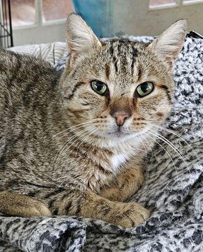 Enlarge Barnaby, a Adoptable mixed breed in Bethlehem, PA image 1/2