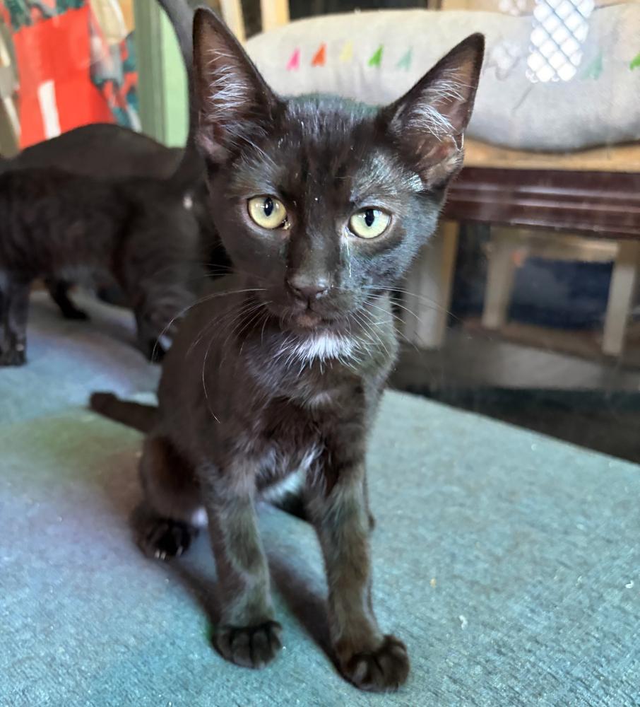 JS kitten 8, Adoptable, Kitten Male Domestic Short Hair.