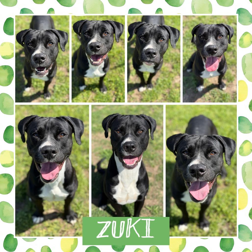 Zuki, Adoptable, Adult Male Pit Bull Terrier.