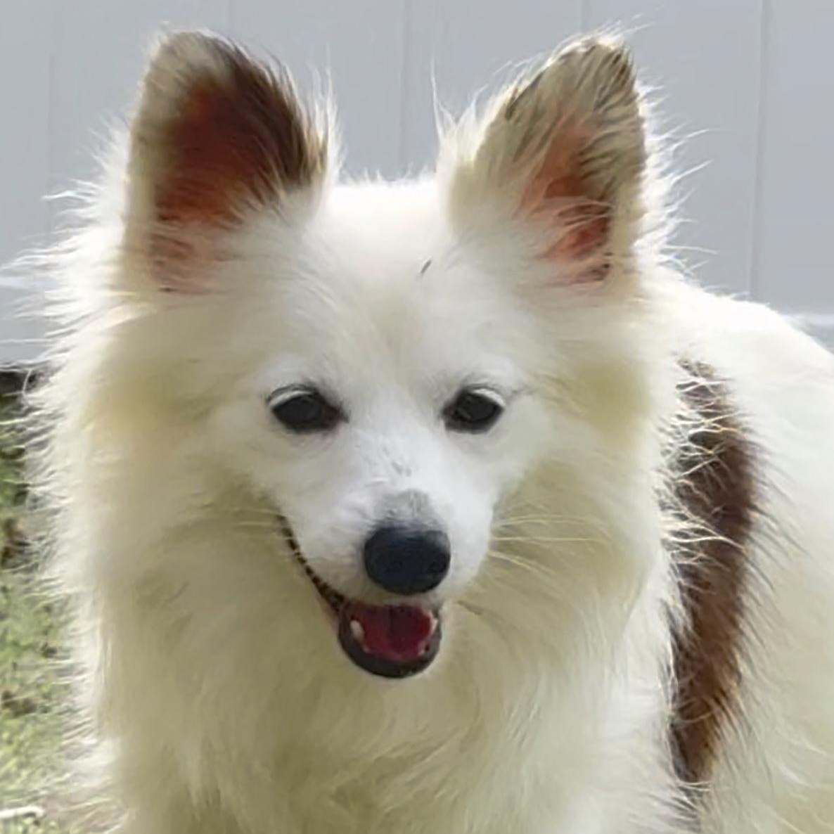 ***ADOPTION PENDING*** Ada, a Adoptable mixed breed in Charlotte, NC image 1/3