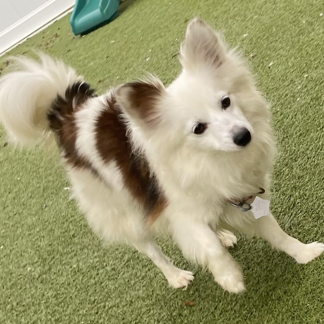 Ada, an adoptable Shetland Sheepdog / Sheltie, Papillon in Charlotte, NC, 28210 | Photo Image 1