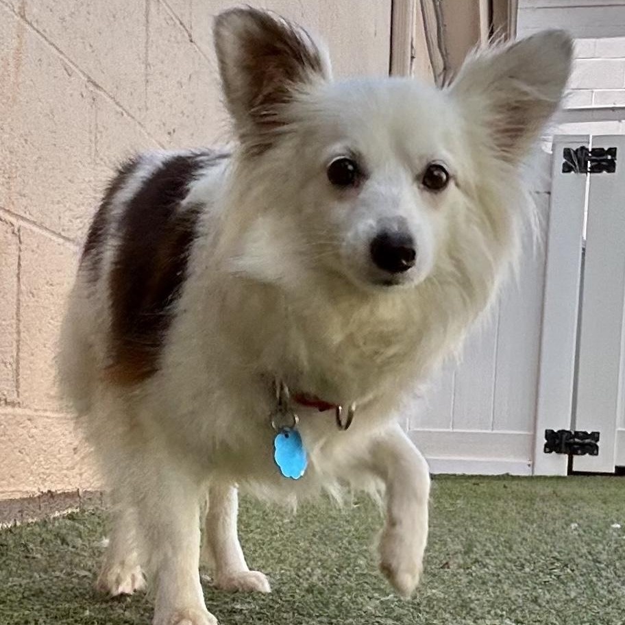 ***ADOPTION PENDING*** Ada, a Adoptable mixed breed in Charlotte, NC image 3/3