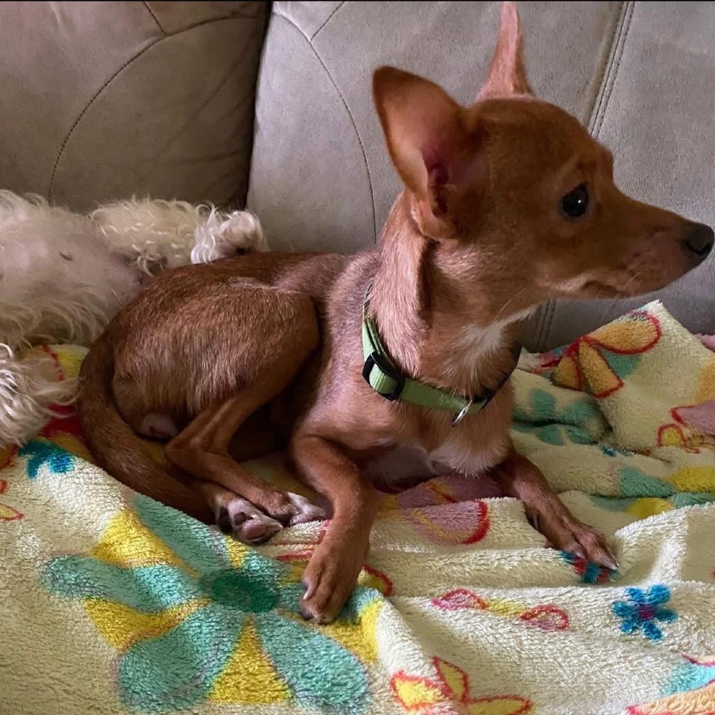 Saffron, a Adoptable Chihuahua in Baton Rouge, LA image 1/6