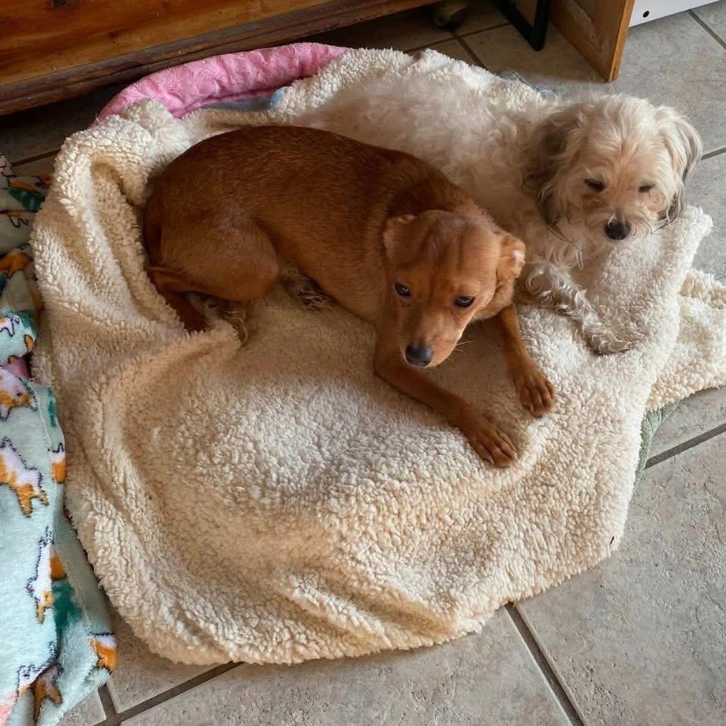 Saffron, a Adoptable Chihuahua in Baton Rouge, LA image 2/6