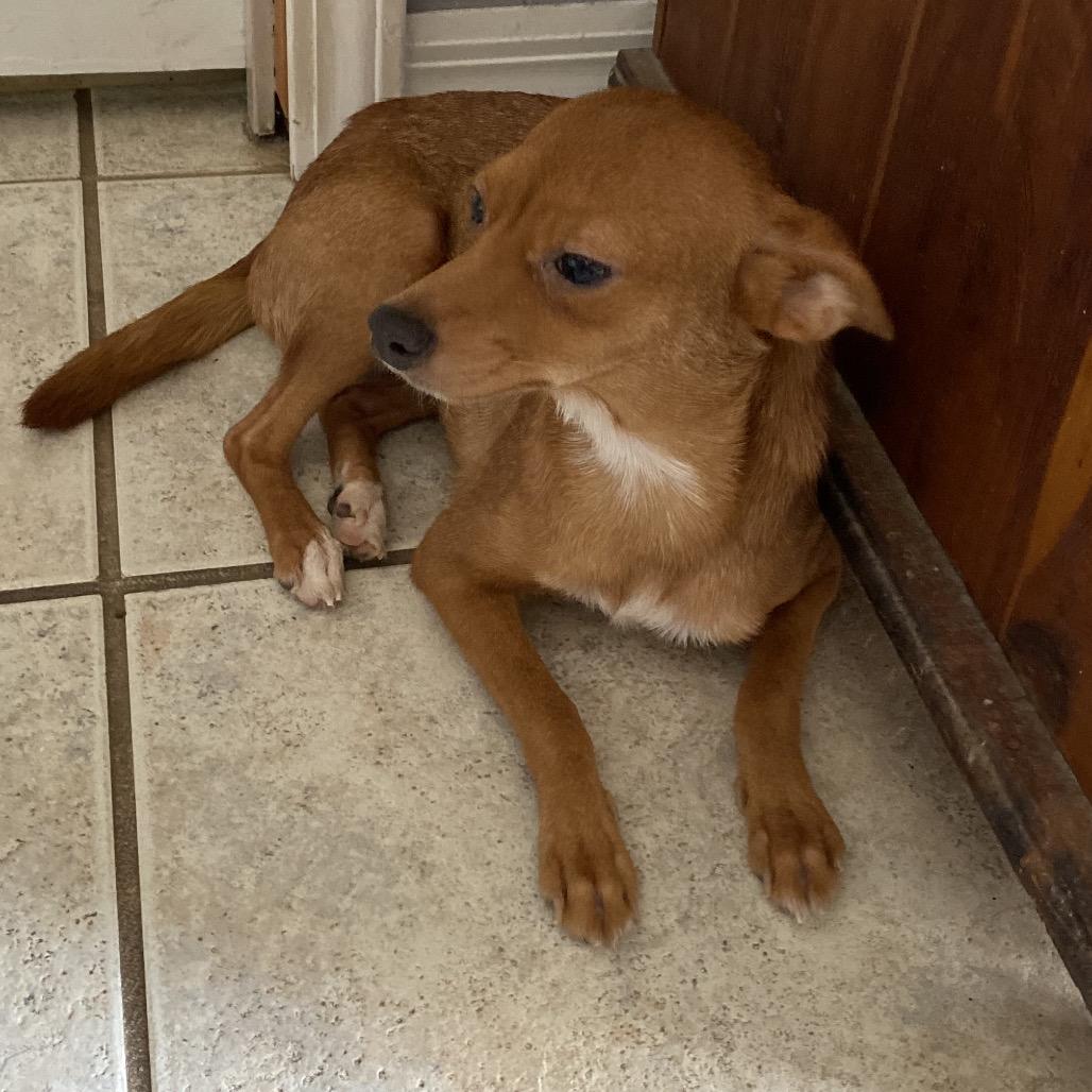 Saffron, a Adoptable Chihuahua in Baton Rouge, LA image 3/6