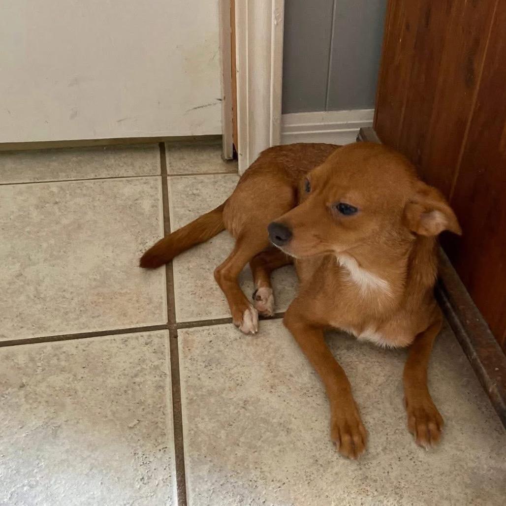 Saffron, a Adoptable Chihuahua in Baton Rouge, LA image 4/6