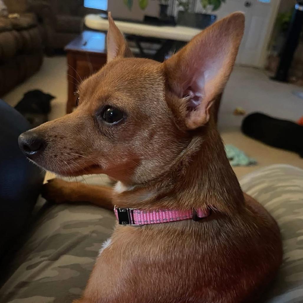 Saffron, a Adoptable Chihuahua in Baton Rouge, LA image 5/6