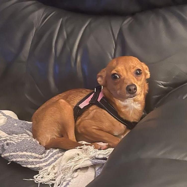 Saffron, a Adoptable Chihuahua in Baton Rouge, LA image 6/6