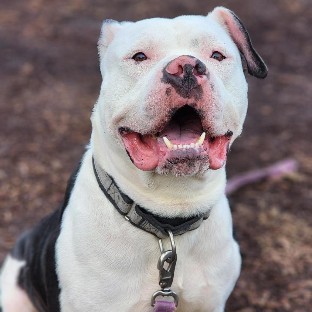 Thor, a Adoptable mixed breed in Champaign, IL image 1/6