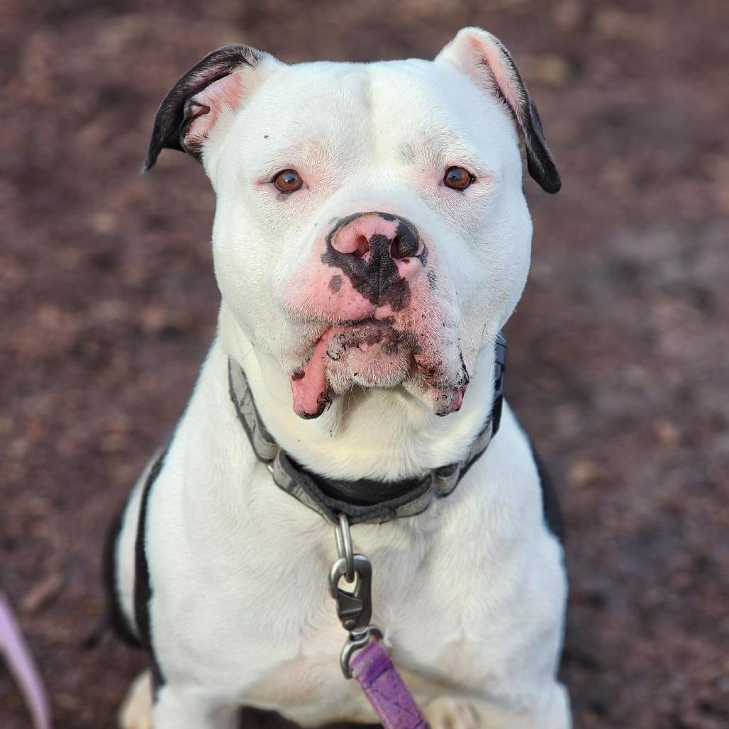 Thor, Adoptable, Adult Male American Bulldog & American Staffordshire Terrier.