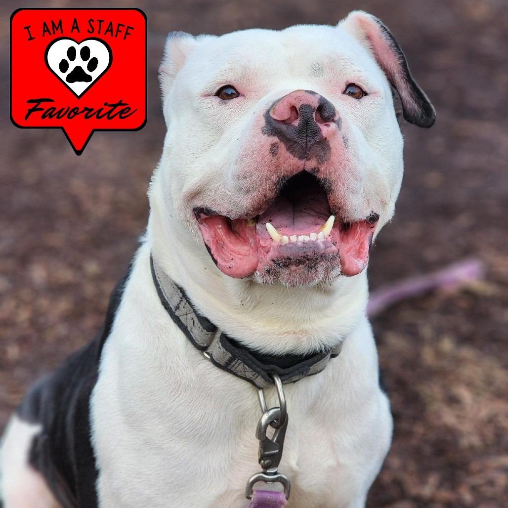 Enlarge Thor, a Adoptable mixed breed in Champaign, IL image 3/6