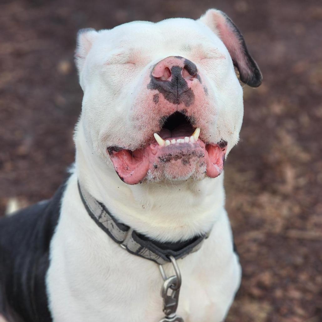 Thor, a Adoptable mixed breed in Champaign, IL image 4/6