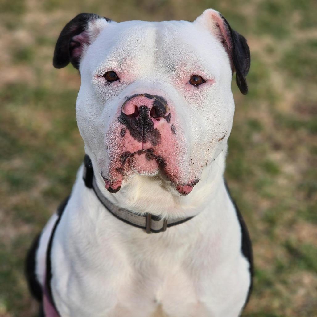 Thor, a Adoptable mixed breed in Champaign, IL image 5/6