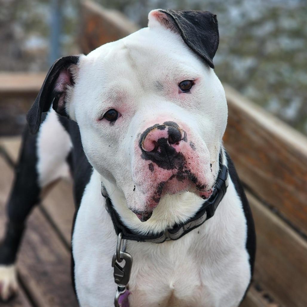 Thor, a Adoptable mixed breed in Champaign, IL image 6/6