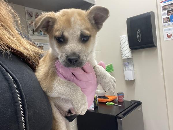 Spike, Adoptable, Puppy Male Siberian Husky & Pit Bull Terrier.