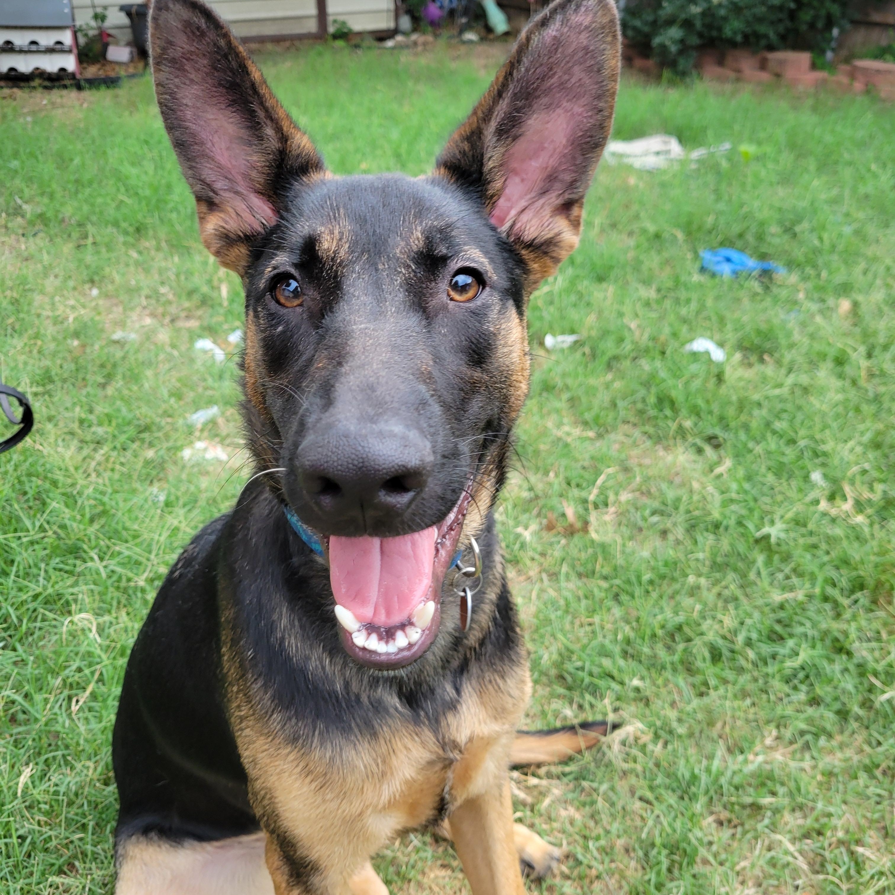 Smokey, ADOPTABLE, Young Male German Shepherd Dog.