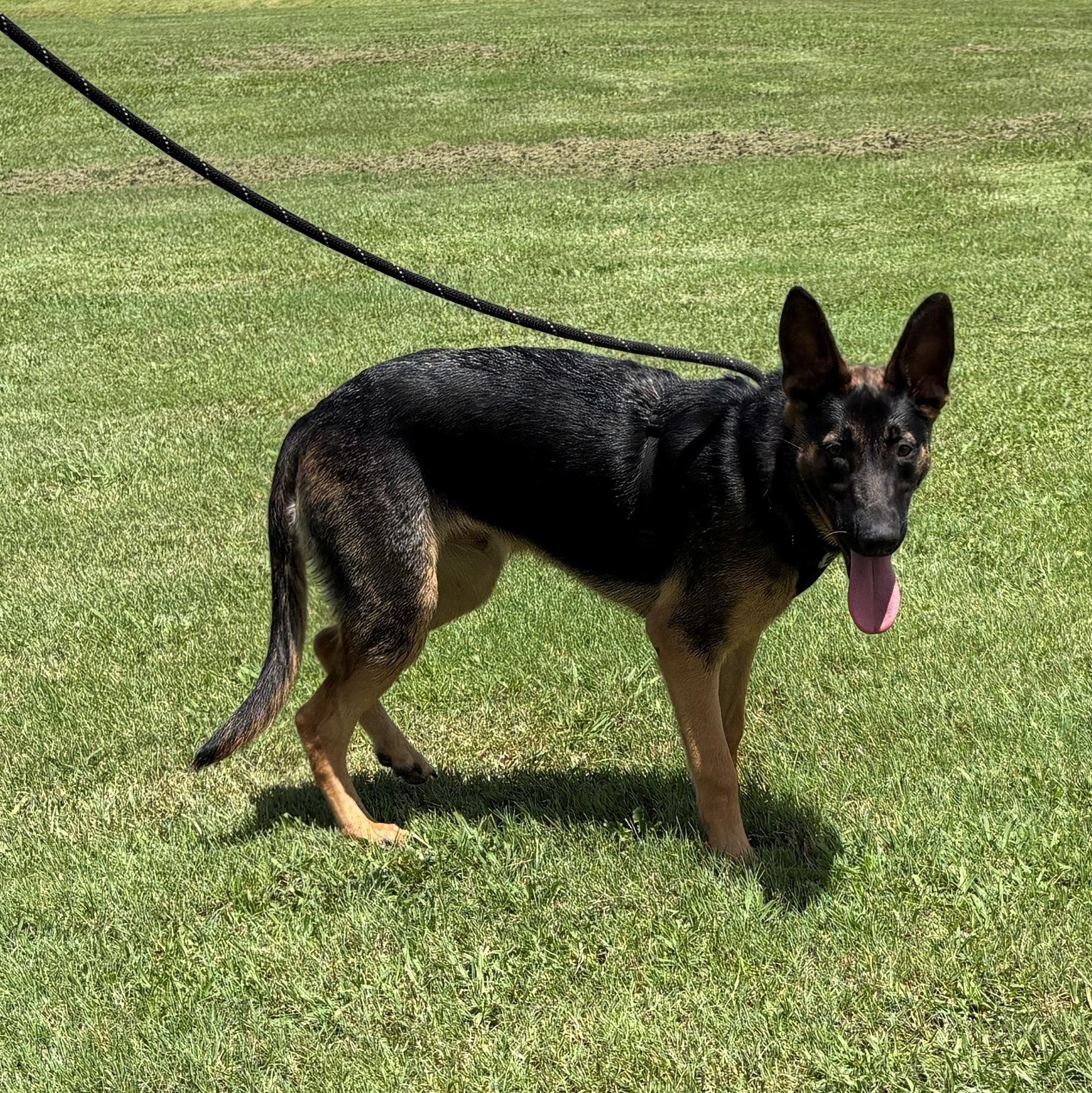Smokey, a ADOPTABLE German Shepherd Dog in Dallas, TX image 4/5
