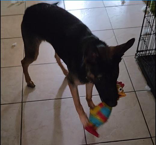 Smokey, a ADOPTABLE German Shepherd Dog in Dallas, TX image 3/5