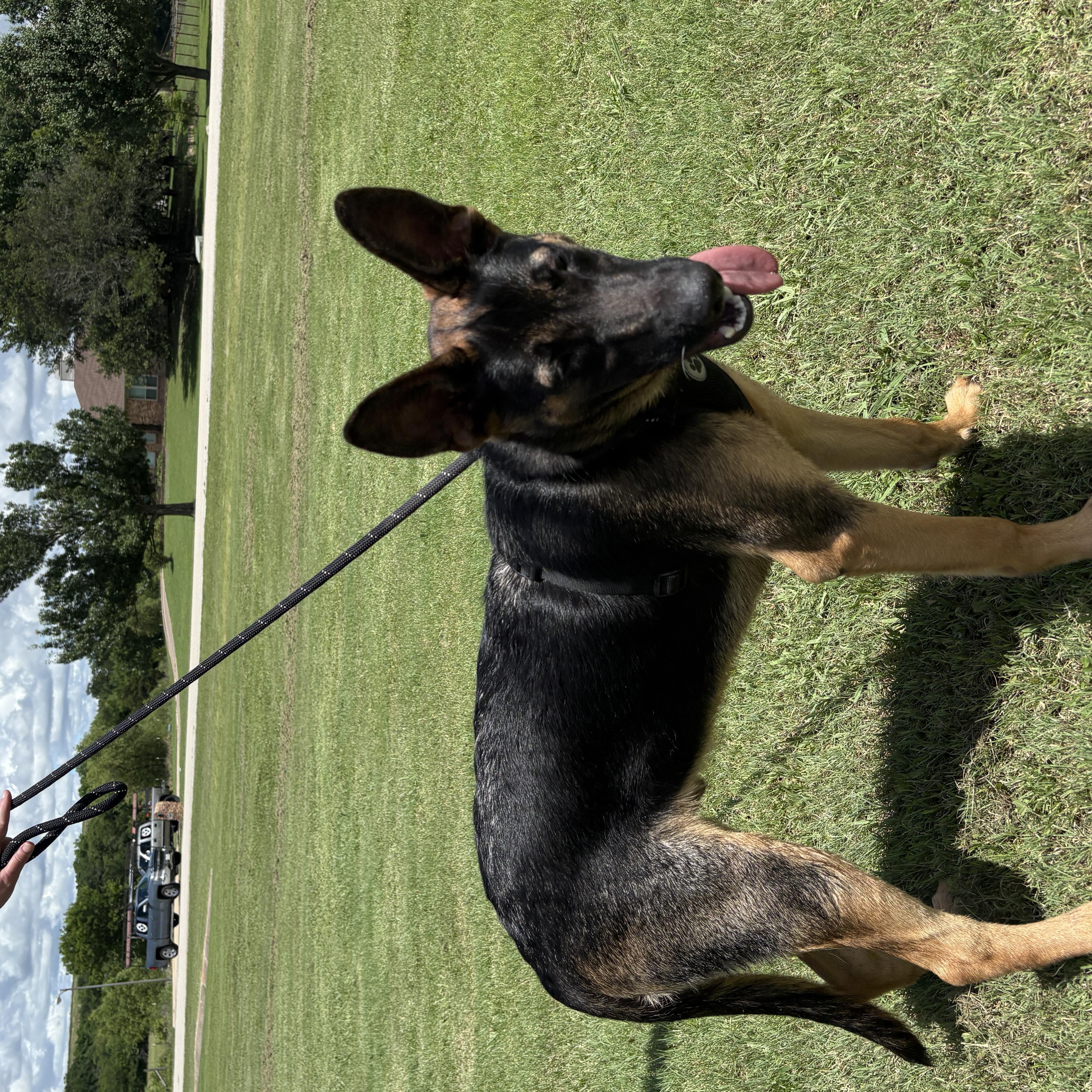Smokey, a ADOPTABLE German Shepherd Dog in Dallas, TX image 5/5