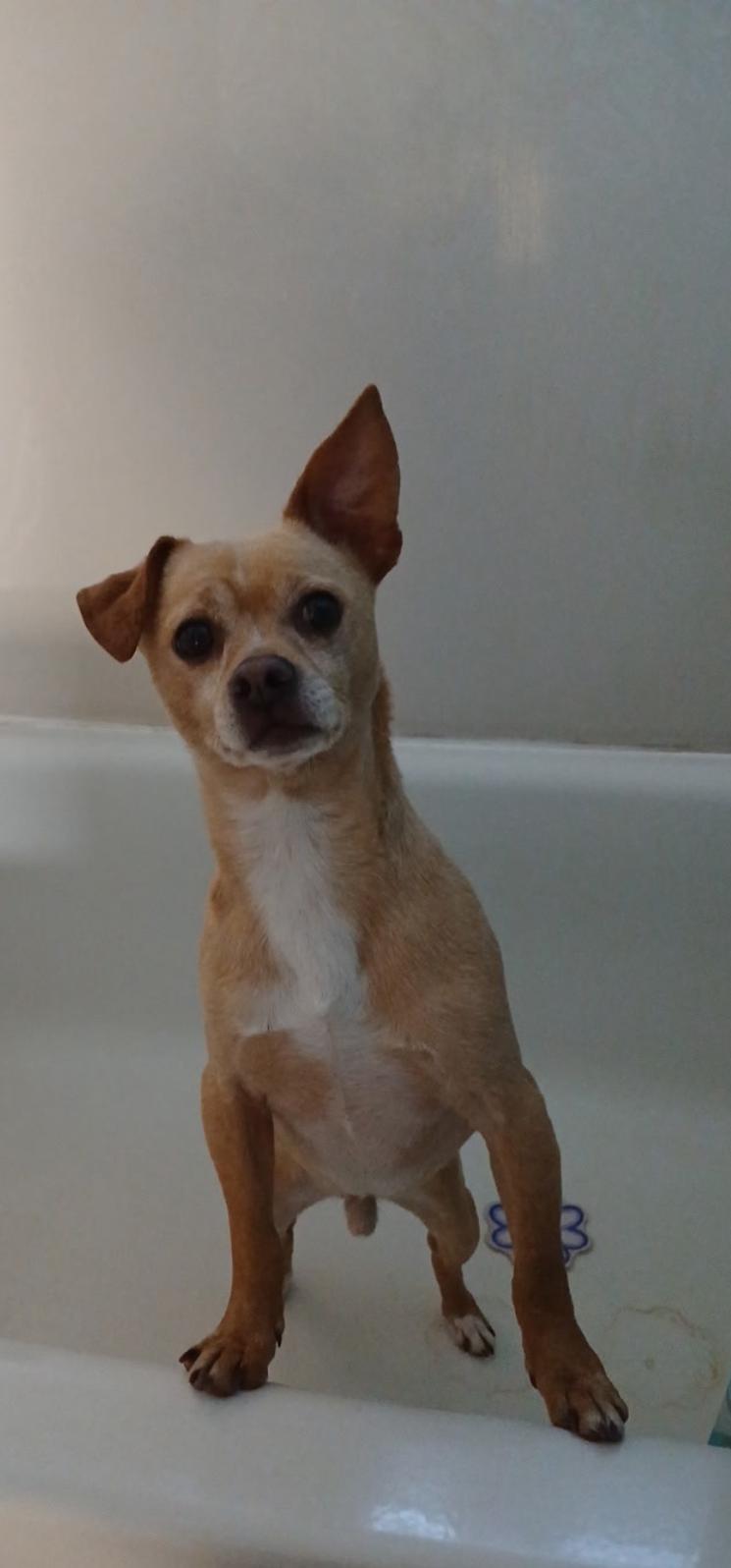 Tito, Adoptable, Adult Male Terrier.