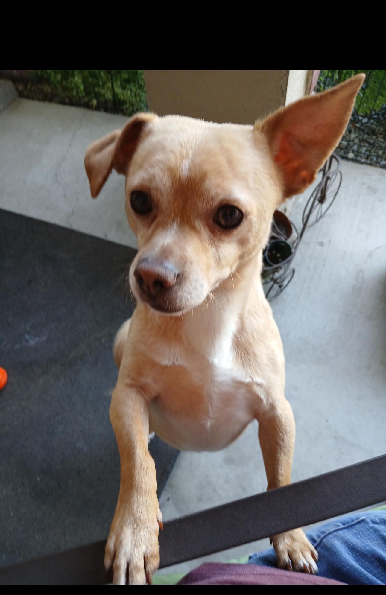 Tito, a Adoptable mixed breed in Oakdale, CA image 2/3