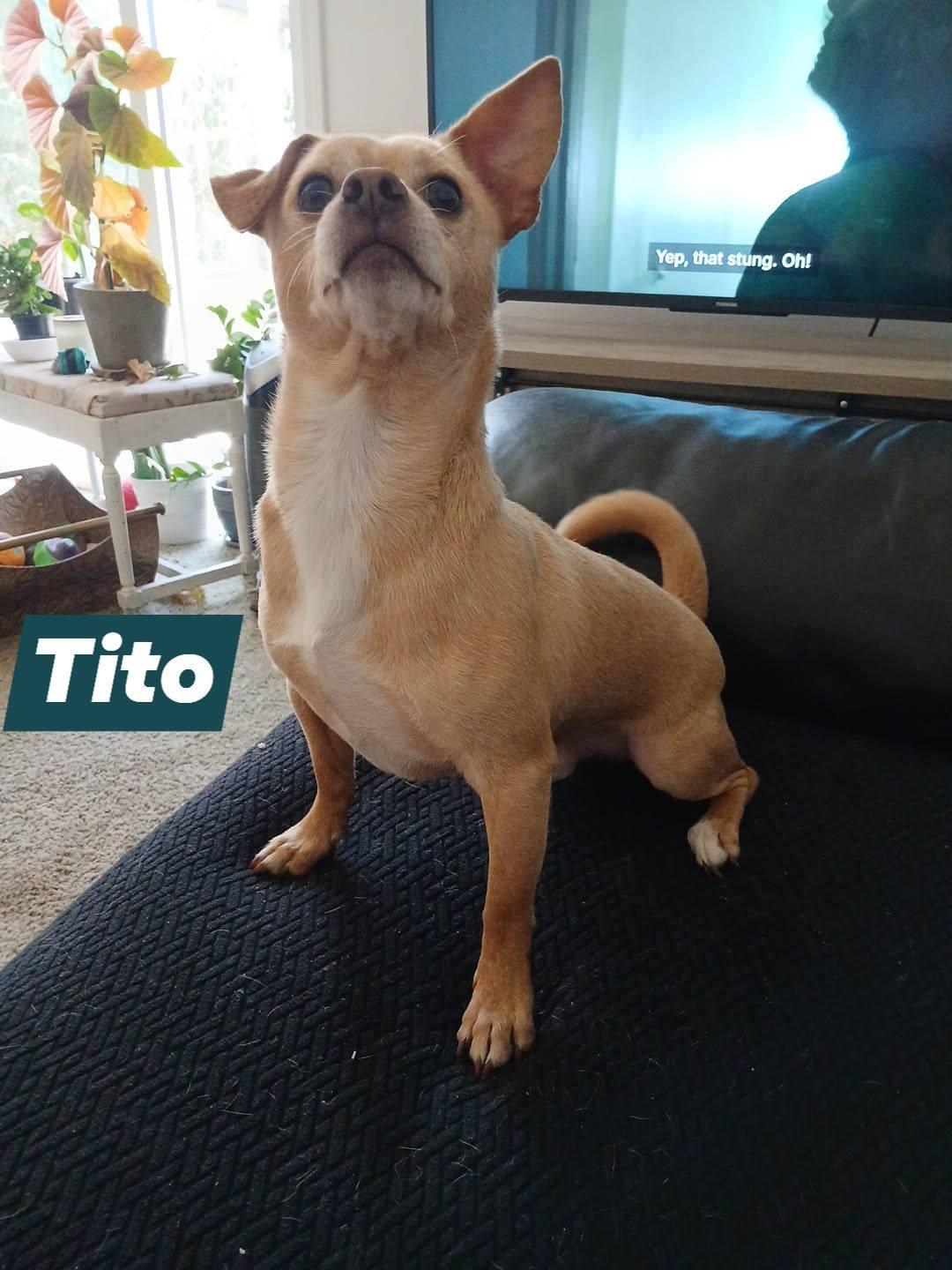 Tito, Adoptable, Adult Male Terrier.