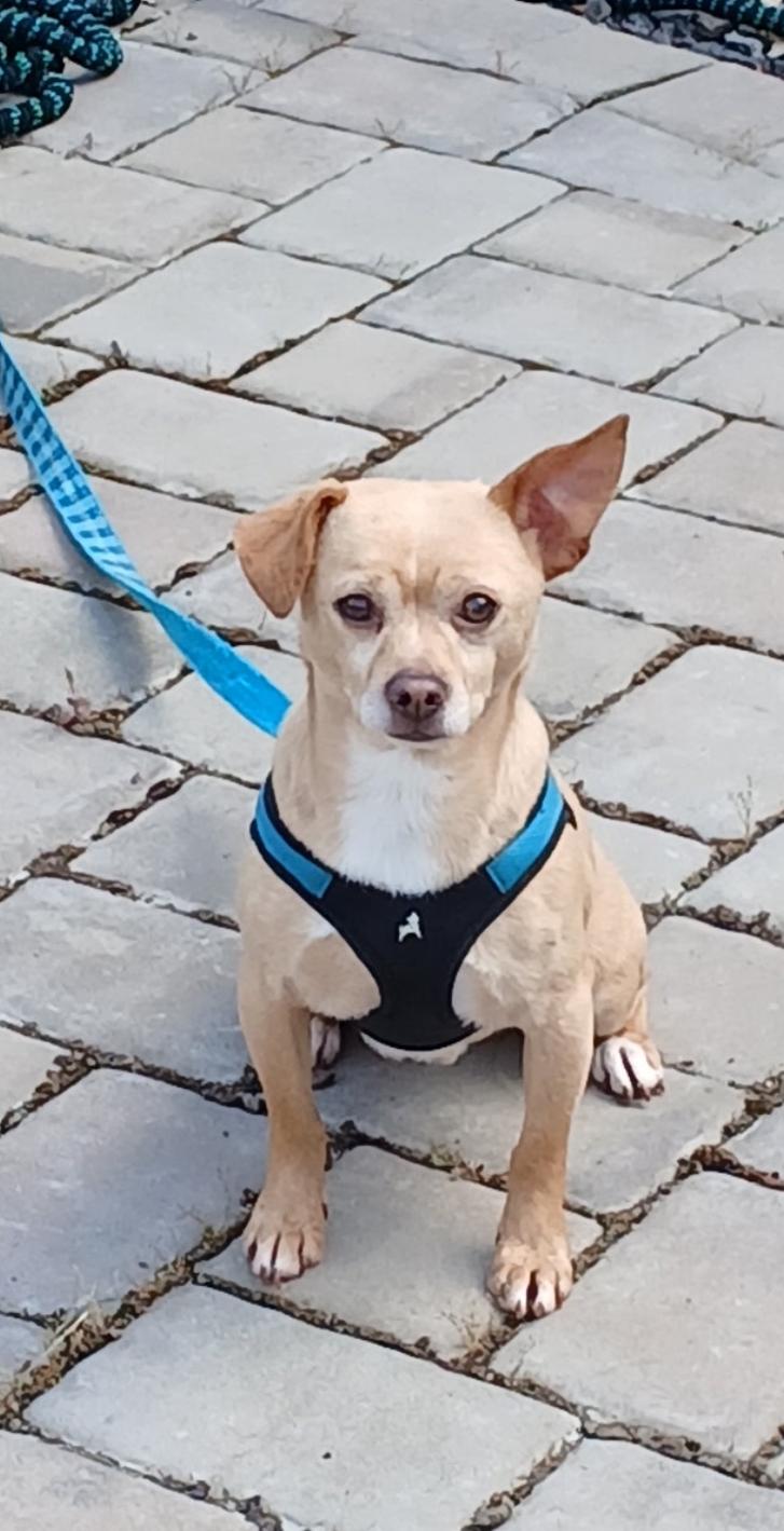 Tito, a Adoptable mixed breed in Oakdale, CA image 3/3