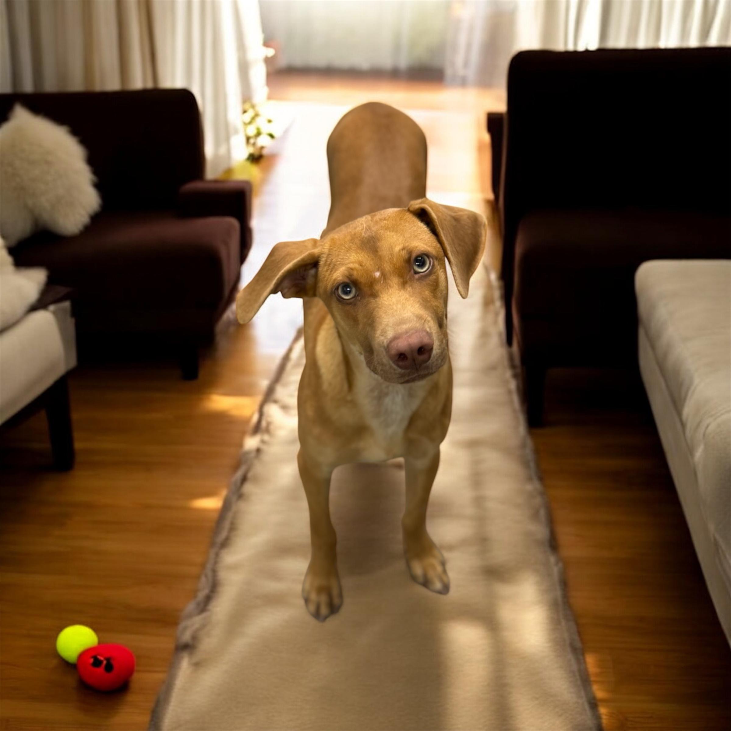 Enlarge Ozzy, an adopted mixed breed in Williston, VT image 1/2