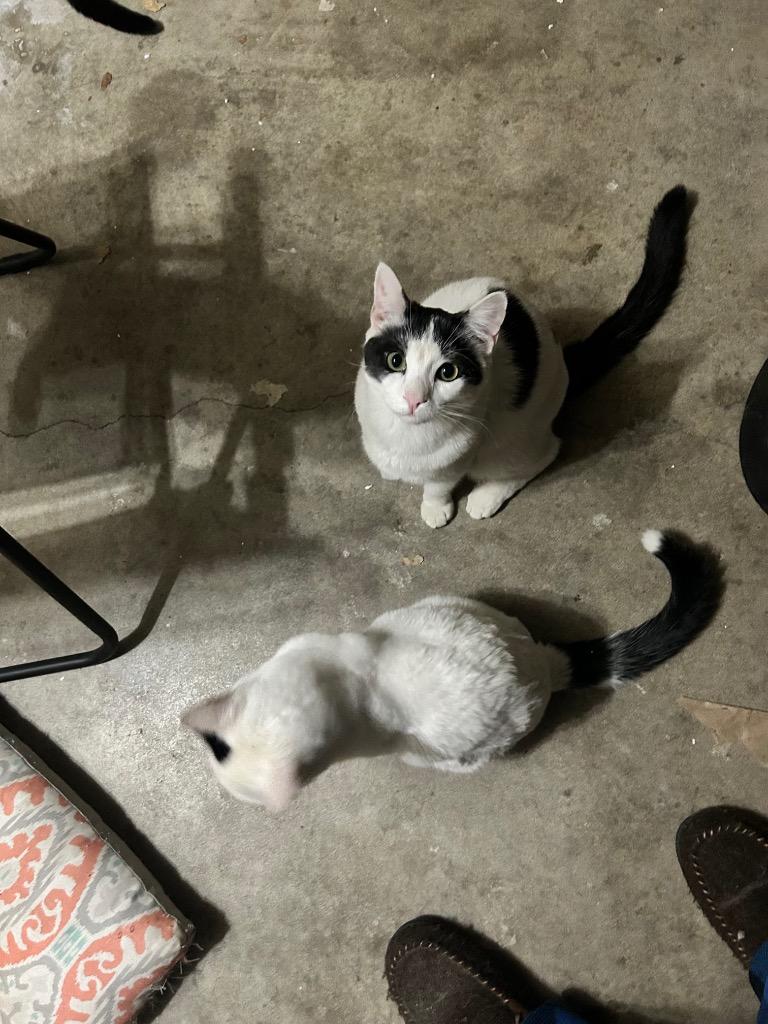 Levi — thumbnail 2