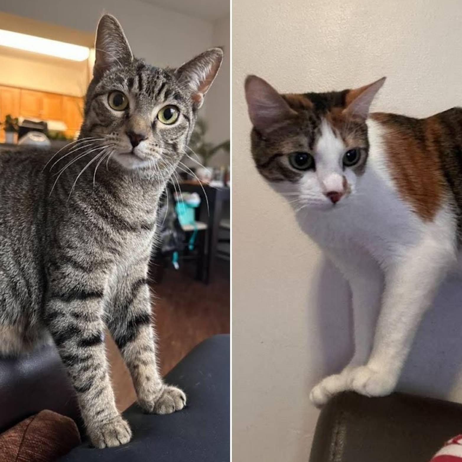 Bella + Luna
