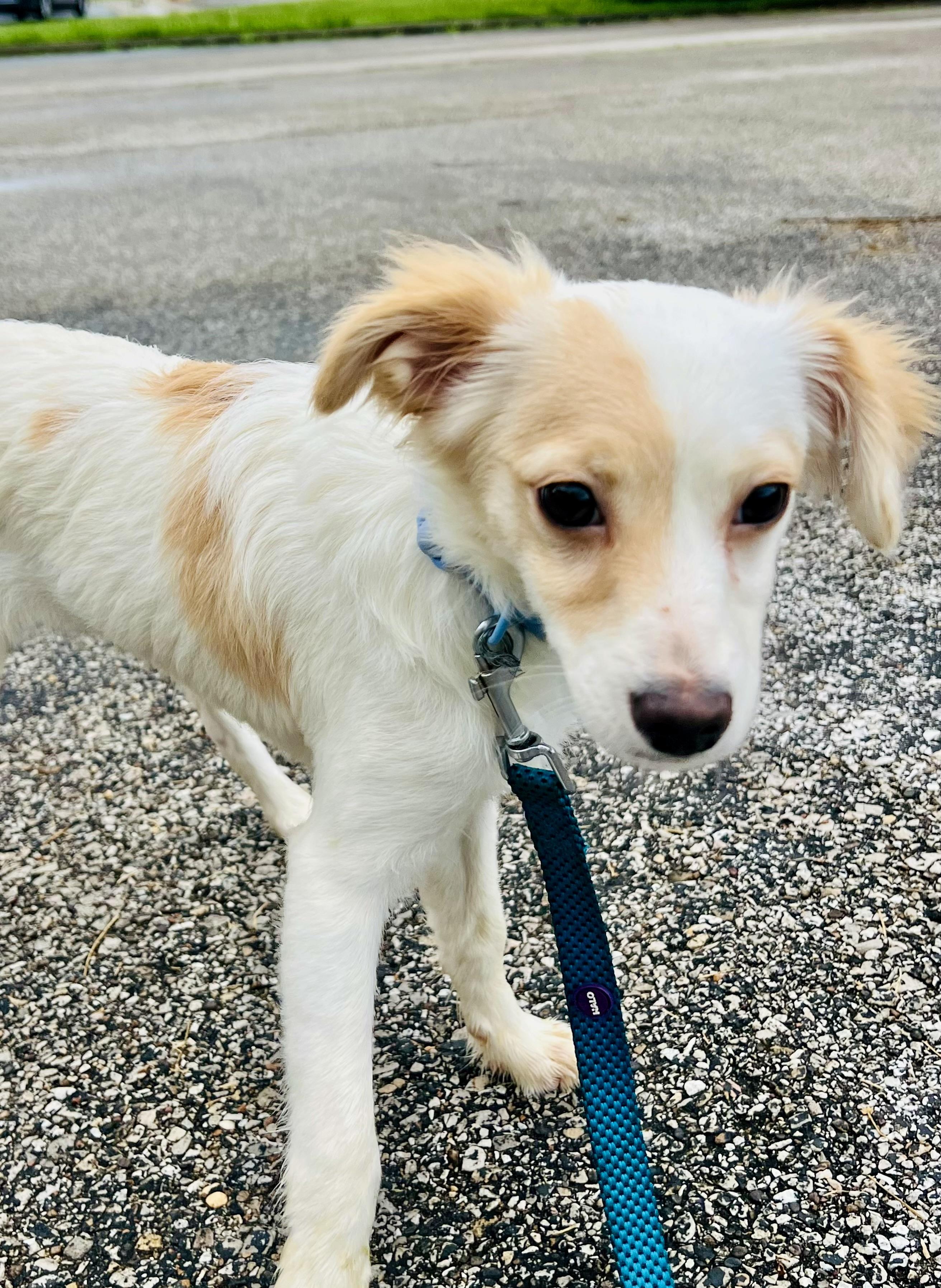 LADY, an adopted mixed breed in Owensboro, KY image 4/6