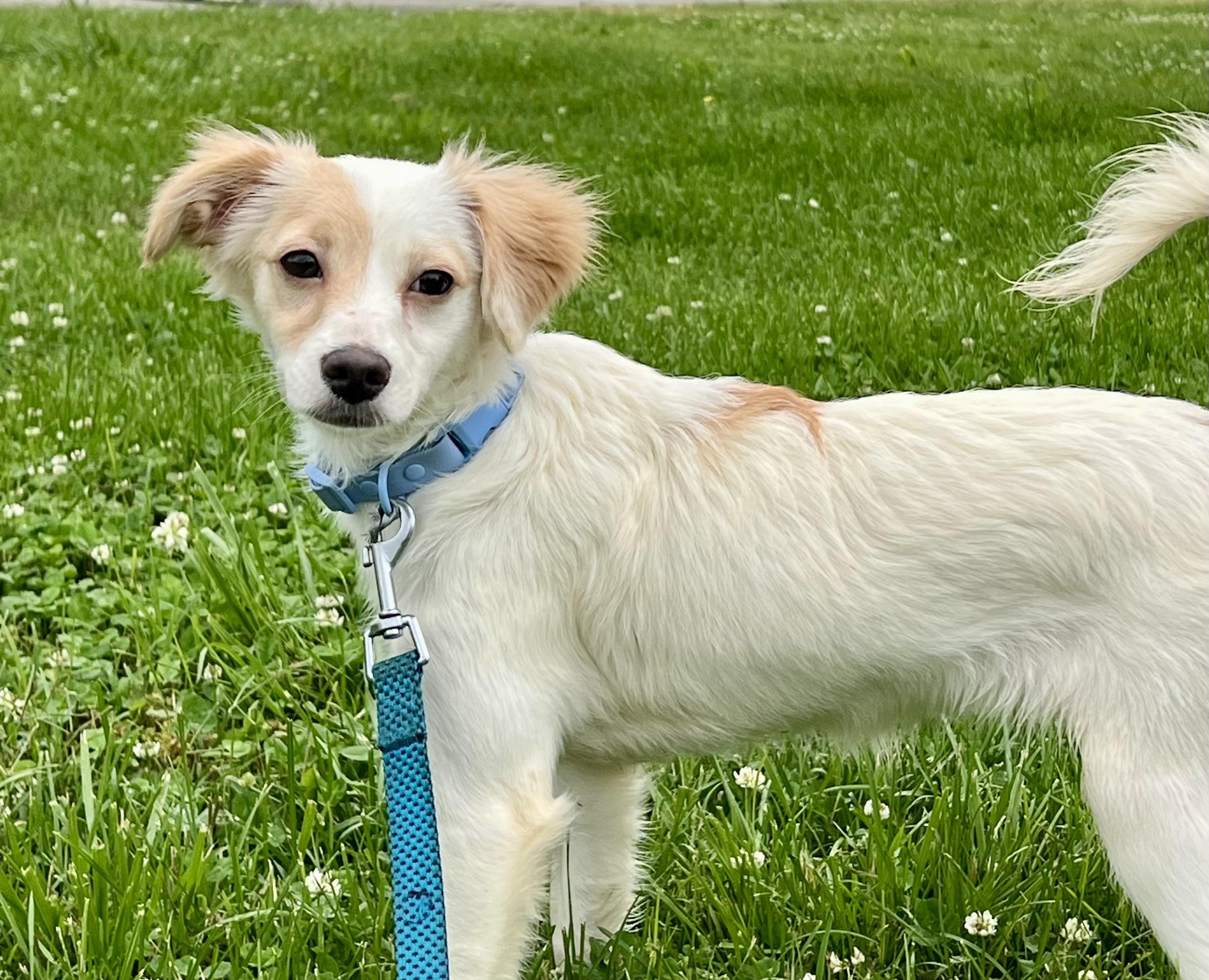 LADY, an adopted mixed breed in Owensboro, KY image 2/6