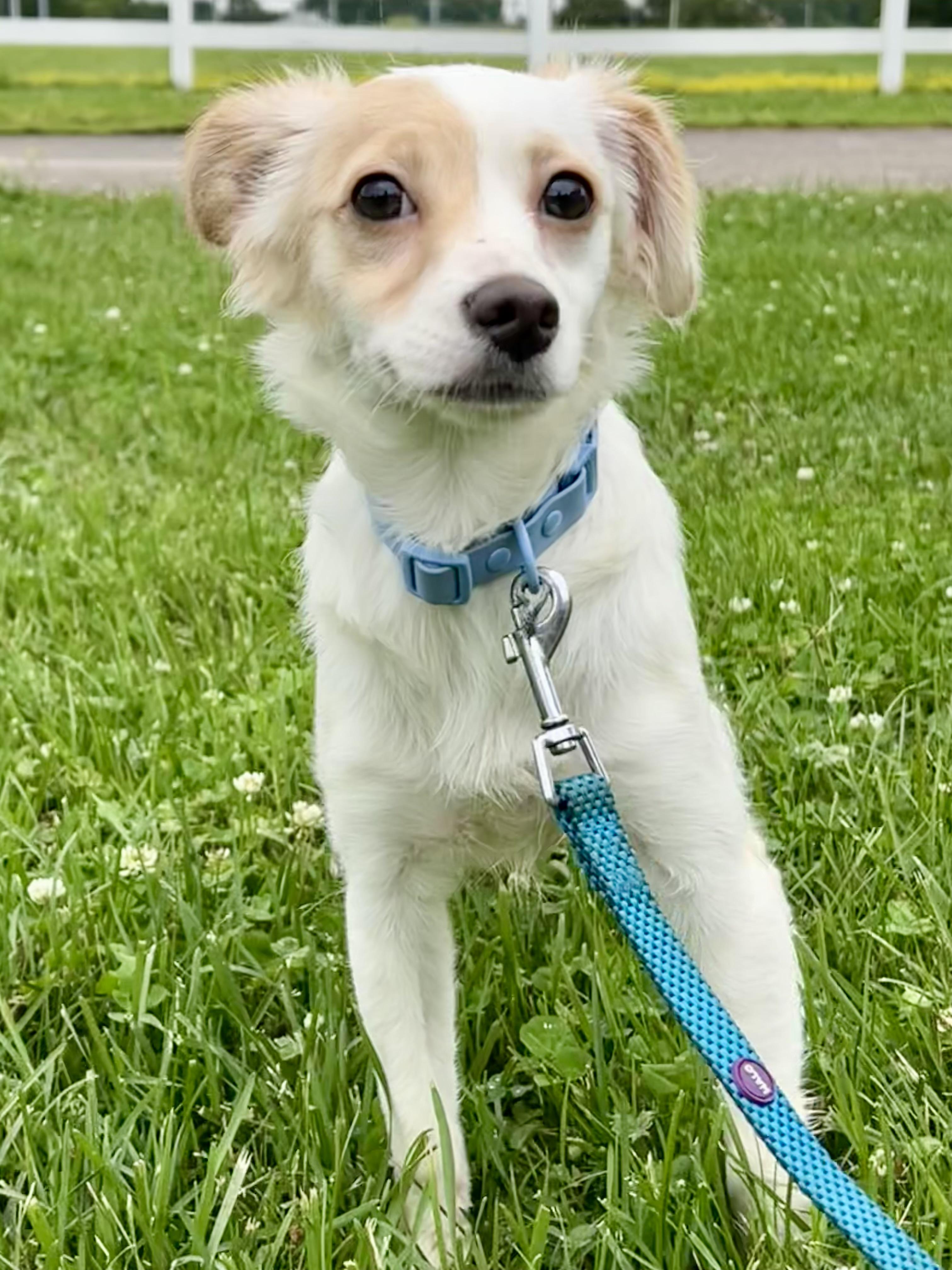 LADY, an adopted mixed breed in Owensboro, KY image 5/6