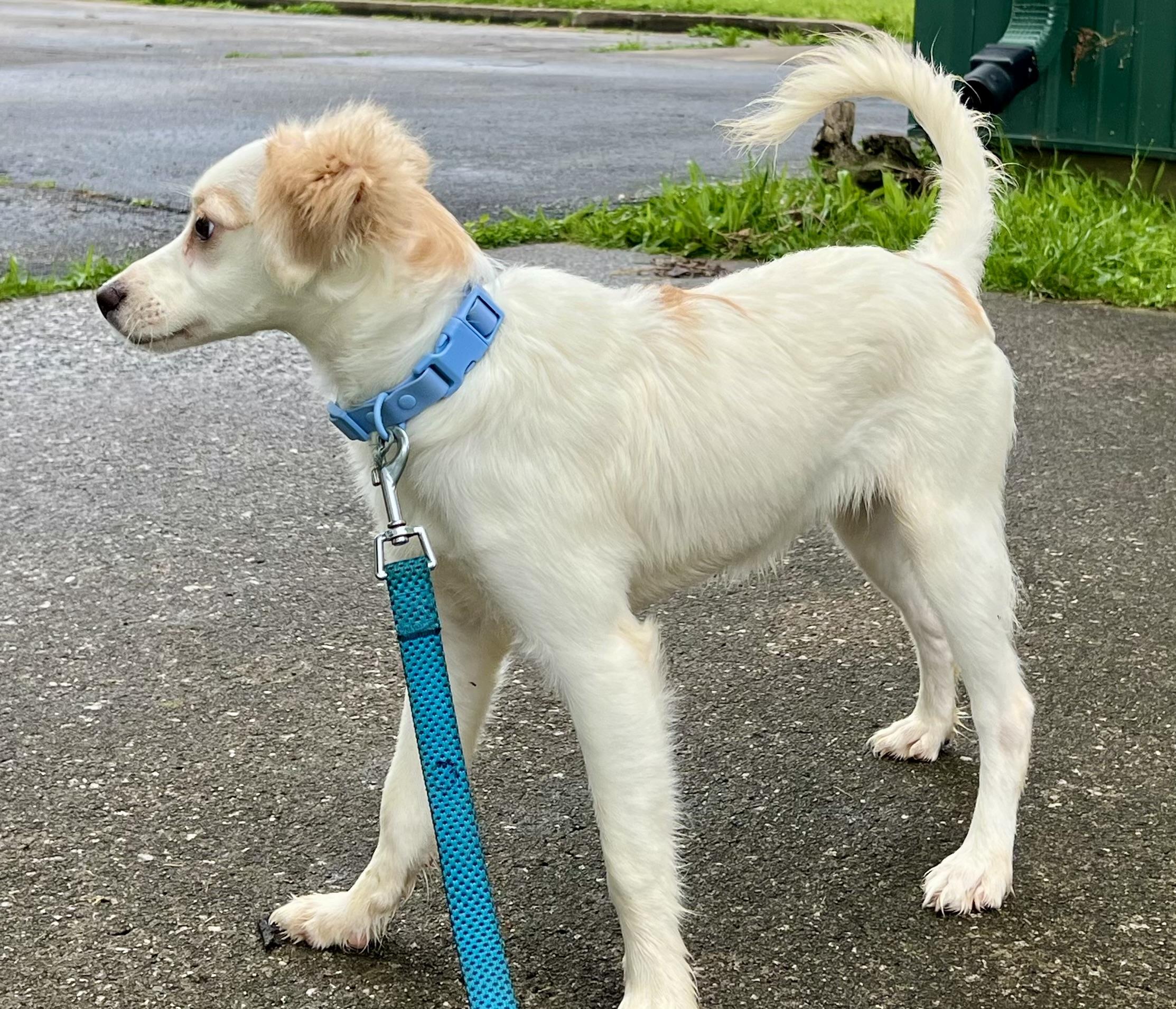 LADY, an adopted mixed breed in Owensboro, KY image 6/6