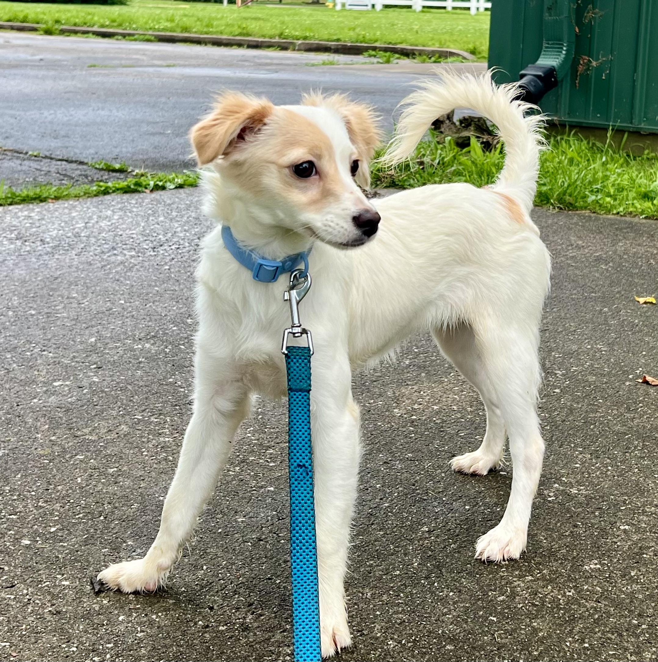 LADY, an adopted mixed breed in Owensboro, KY image 3/6