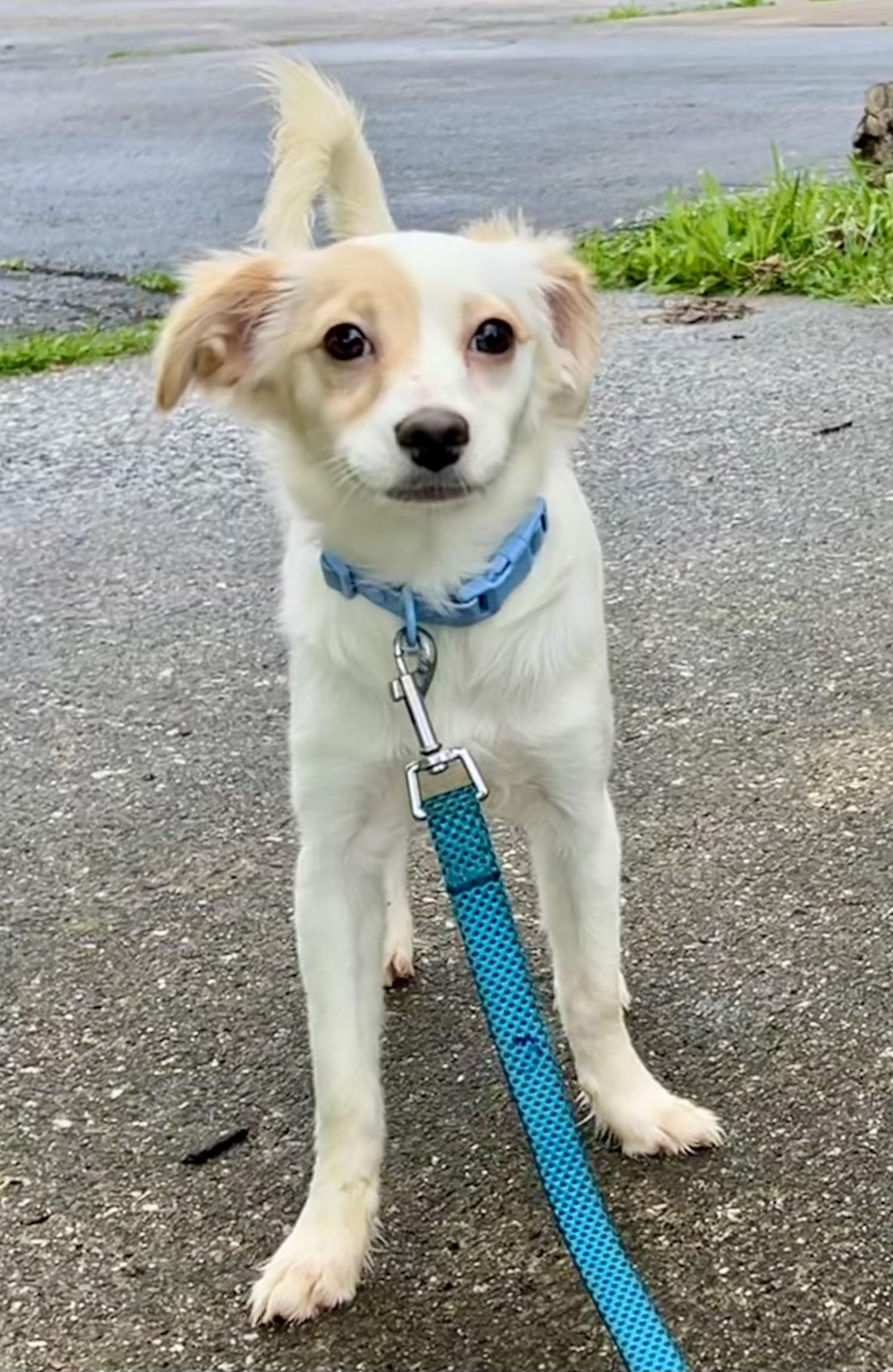 LADY, adopted, Young Female Chihuahua.