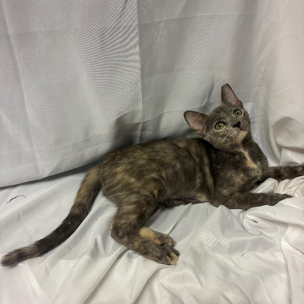 Enlarge Isabel, a Adoptable Domestic Short Hair in Folsom, LA image 1/2
