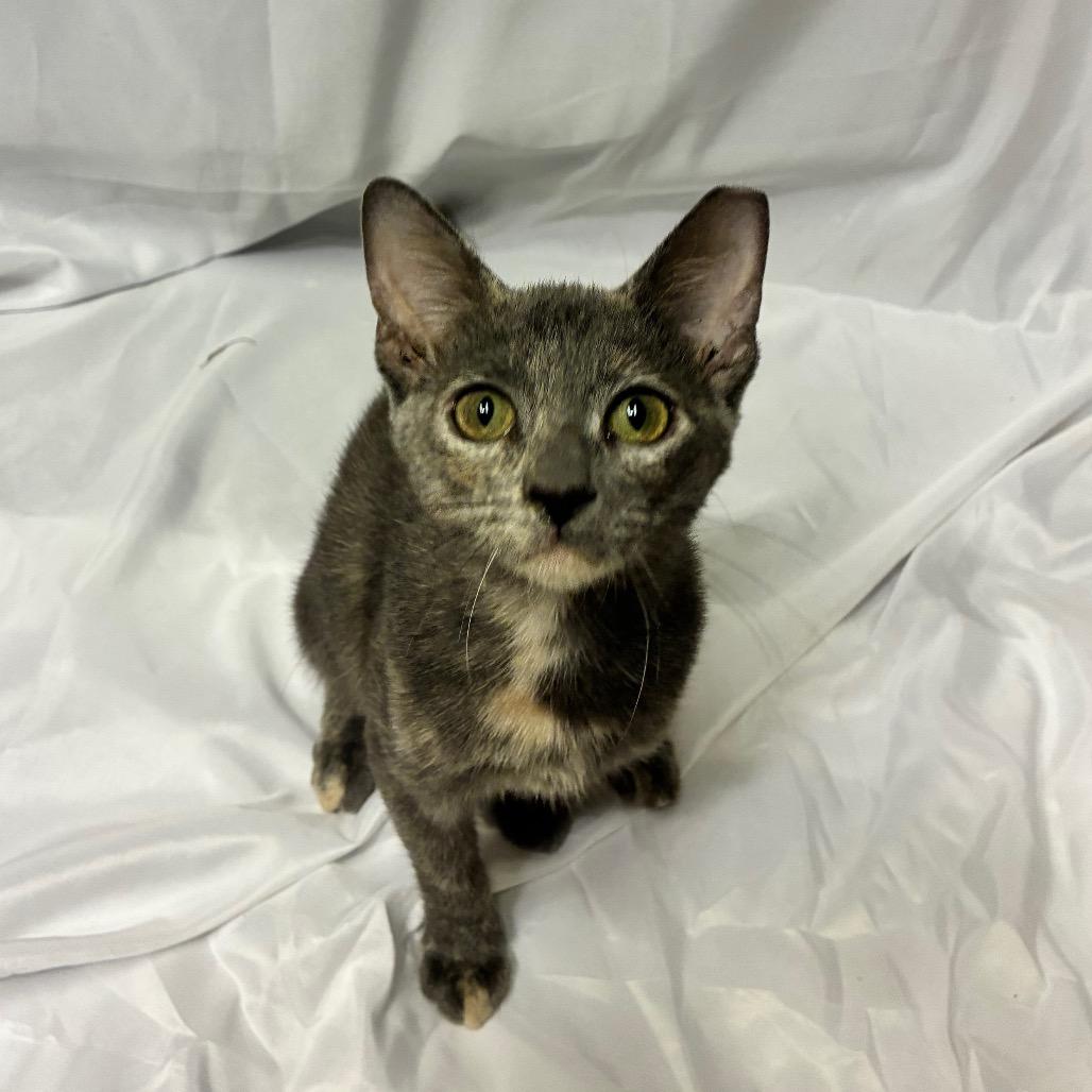 Enlarge Isabel, a Adoptable Domestic Short Hair in Folsom, LA image 2/2