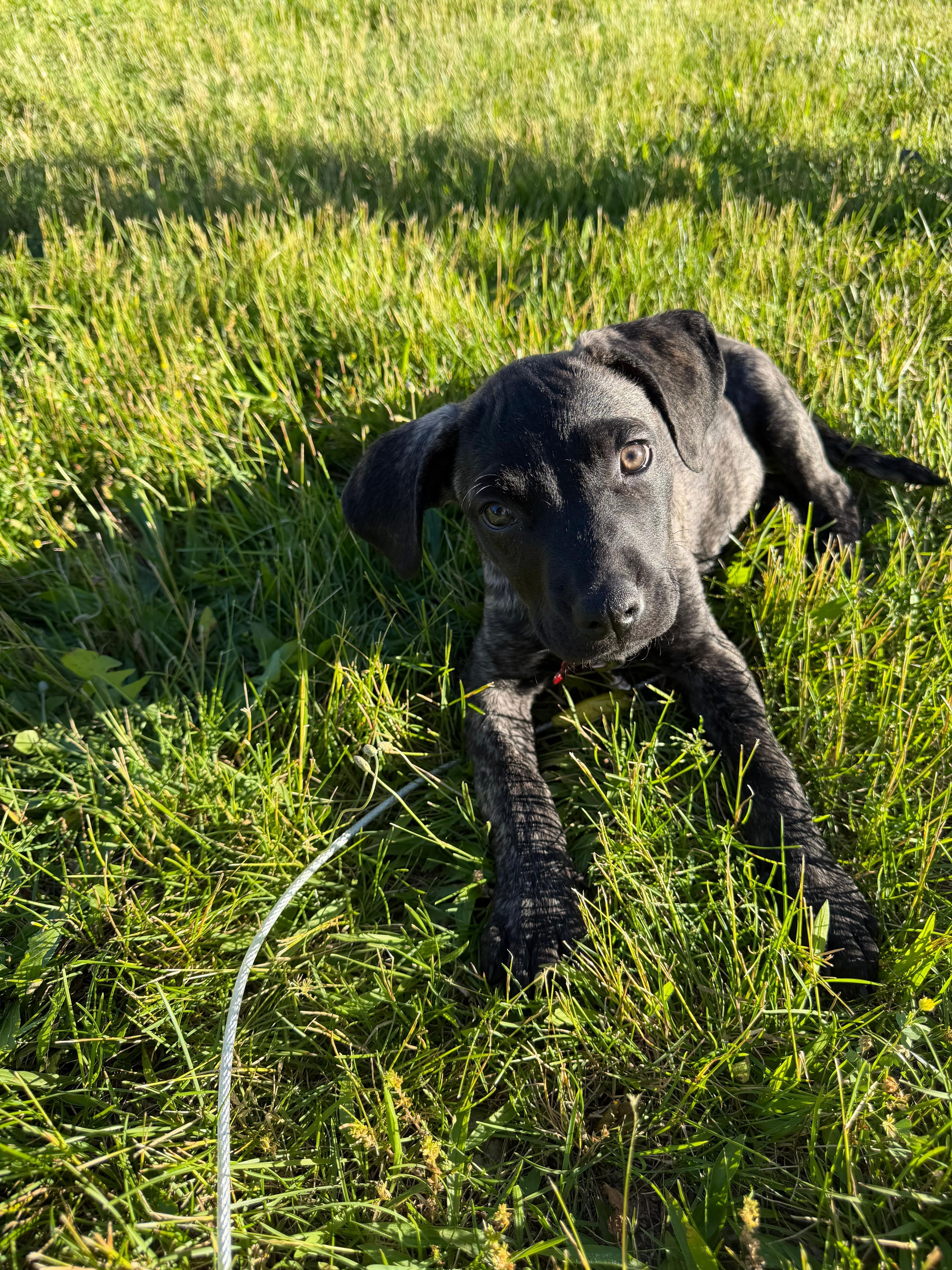 Enlarge Journey, an adopted mixed breed in Hagerstown, MD image 5/6