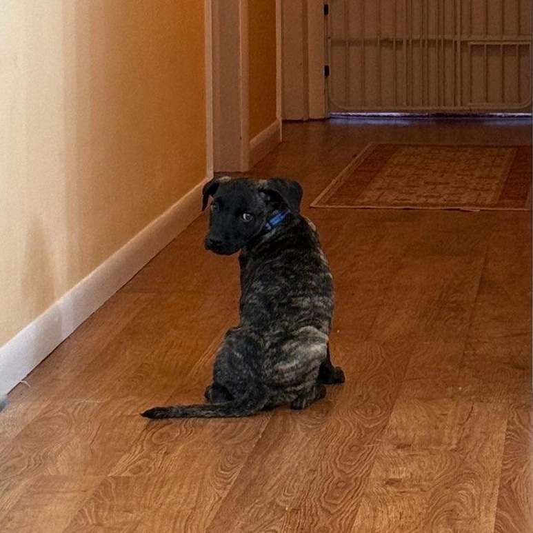 Enlarge Journey, an adopted mixed breed in Hagerstown, MD image 3/6