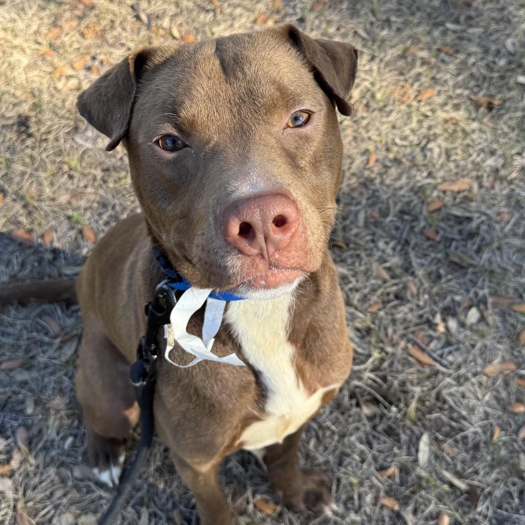 Enlarge Rusty, a Adoptable Mixed Breed in Jacksonville, FL image 2/3
