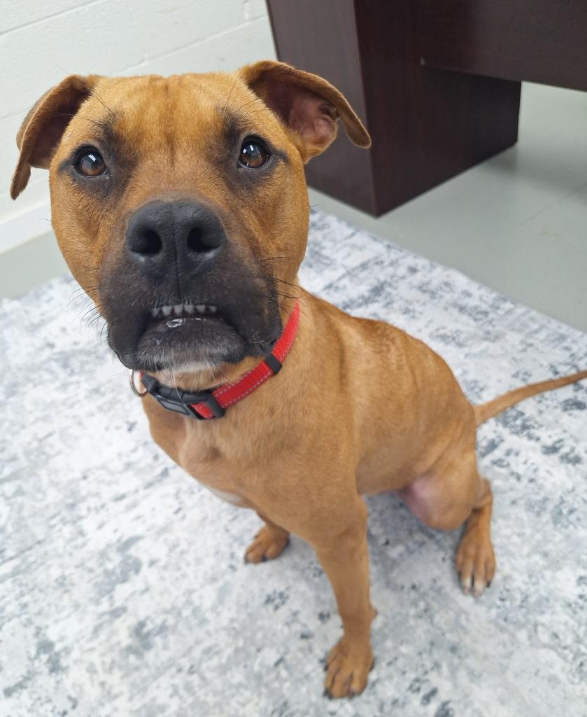 Odie, Adopted, Young Male Boxer & Mixed Breed.