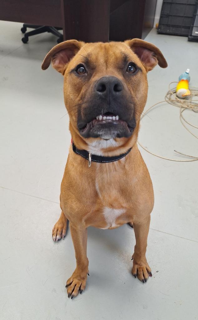 Enlarge Odie, a Adopted mixed breed in Noble, OK image 2/6